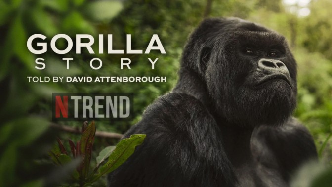 The Documentary A Gorilla Story